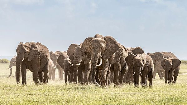 Africa-African elephant-Amboseli National Park Panoramic of front of elephant herd walking